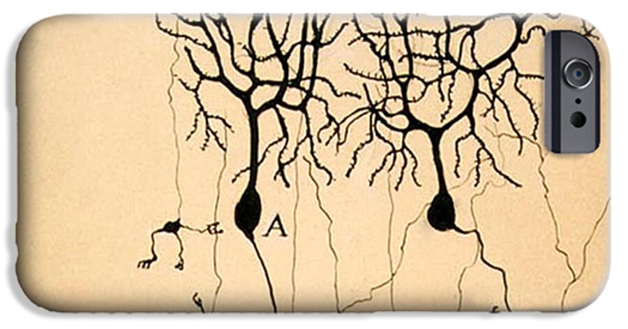 Purkinje Cells iPhone 6s Case featuring the photograph Purkinje Cells by Cajal 1899 by Science Source
