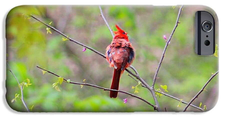 Cardinal iPhone 6s Case featuring the photograph Red Beauty by Candice Trimble