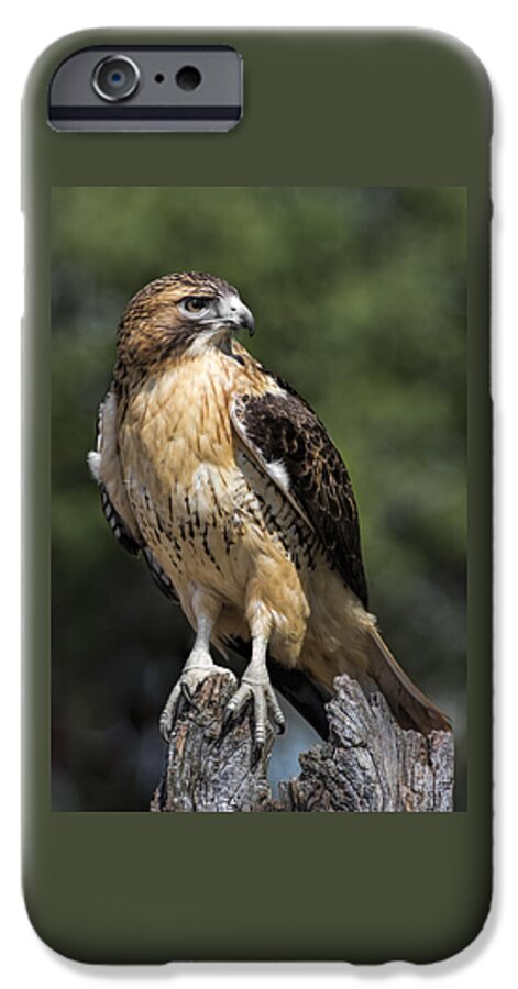 Red Tailed Hawk iPhone 6s Case featuring the photograph Red Tailed Hawk by Dale Kincaid