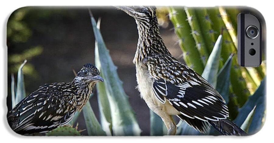Greater Roadrunner iPhone 6s Case featuring the photograph Roadrunners at Play by Saija Lehtonen