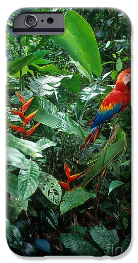 Scarlet Macaw iPhone 6s Case featuring the photograph Scarlet Macaw by Art Wolfe
