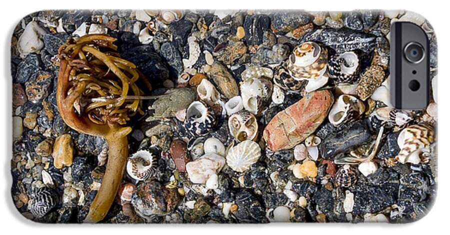 Beach iPhone 6s Case featuring the photograph Seaweed And Shells by Steven Ralser