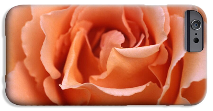 Botanical iPhone 6s Case featuring the photograph Spanish Rose by Etti PALITZ