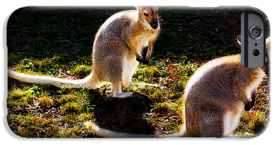 #wallaby iPhone 6s Case featuring the photograph Red-necked Wallabies by Miroslava Jurcik