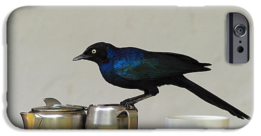 Ruppell's Long-tailed Glossy Starling iPhone 6s Case featuring the photograph Tea Time in Kenya by Tony Beck