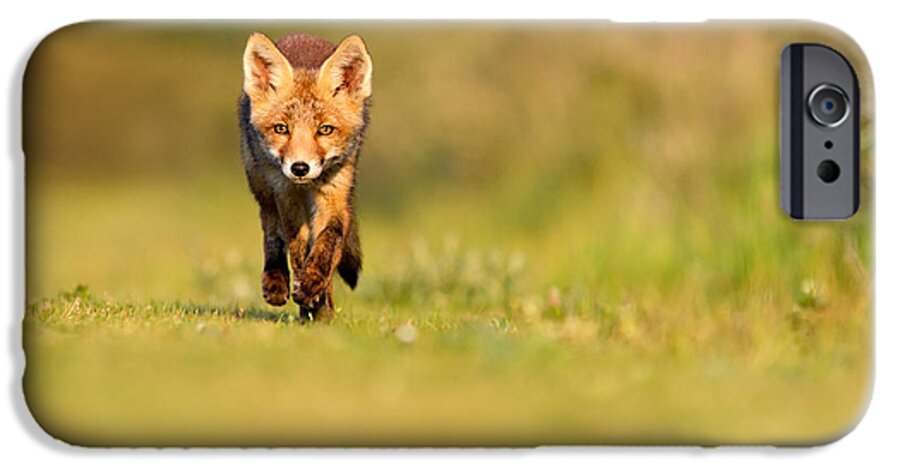Camouflage iPhone 6s Case featuring the photograph The New Kit on the Grass - Red Fox Cub by Roeselien Raimond