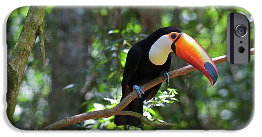 Andres Morya iPhone 6s Case featuring the photograph Toco Toucan (ramphastos Toco by Andres Morya Hinojosa
