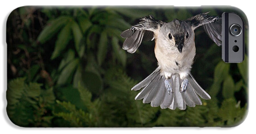 Songbirds iPhone 6s Case featuring the photograph Tufted Titmouse In Flight #6 by Ted Kinsman