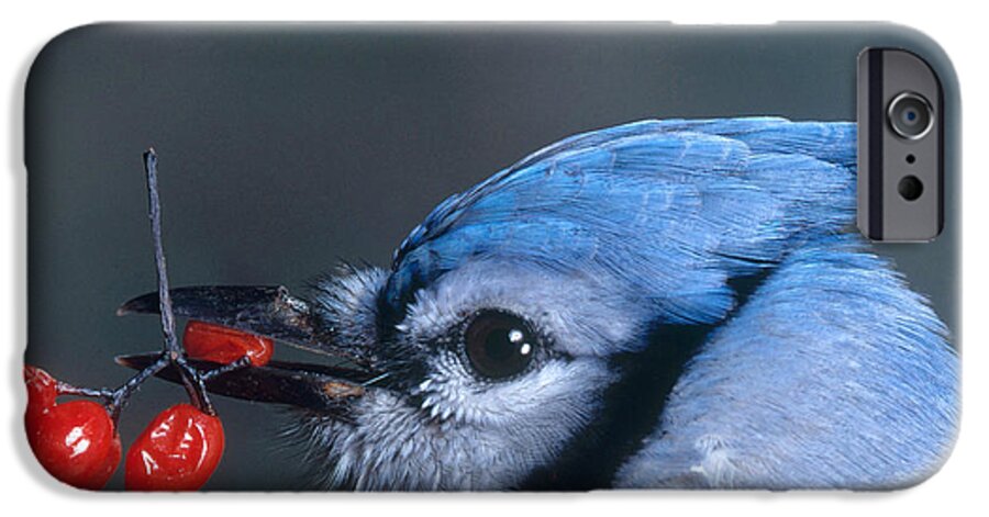 Nature iPhone 6s Case featuring the photograph Blue Jay by Photo Researchers, Inc.