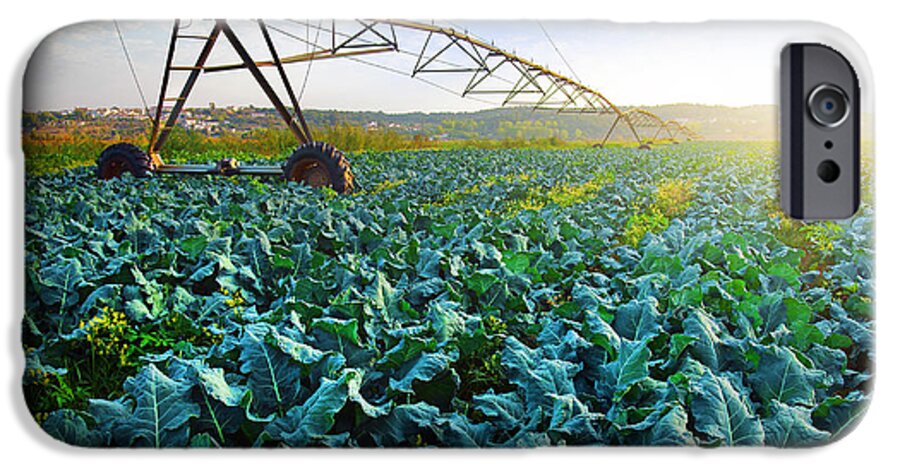 Agriculture iPhone 6s Case featuring the photograph Cabbage Growth by Carlos Caetano