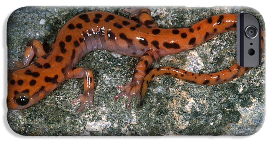 Cave Salamander iPhone 6s Case featuring the photograph Cave Salamander by Dante Fenolio