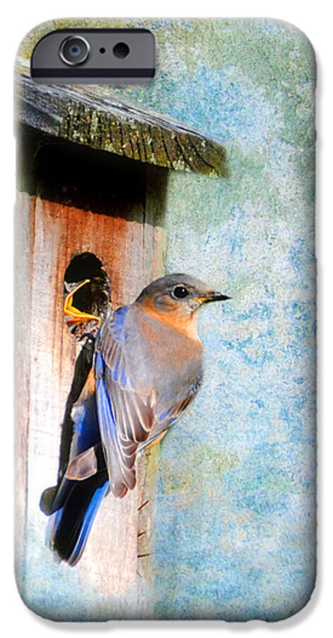 Bluebird iPhone 6s Case featuring the photograph Female Eastern Bluebird at Nesting Box by Jai Johnson