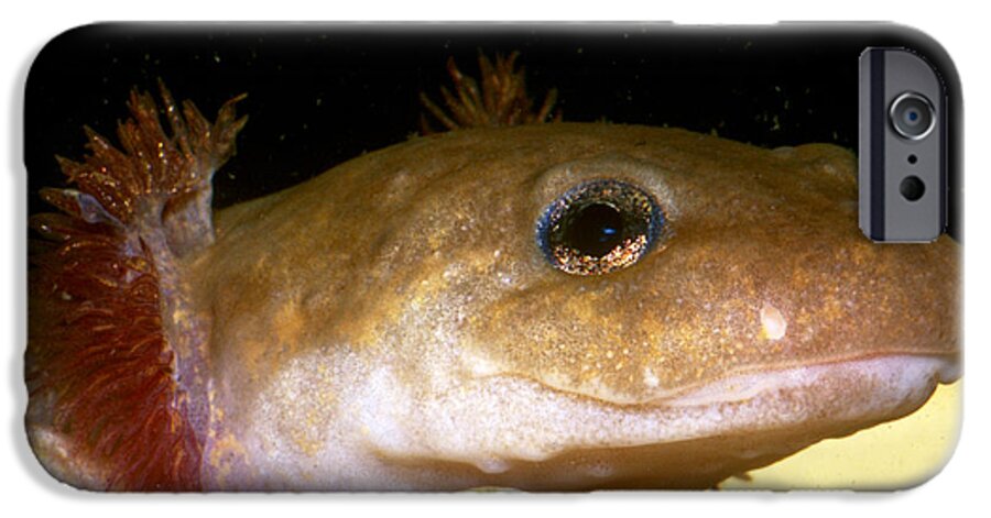 Pacific Giant Salamander iPhone 6s Case featuring the photograph Pacific Giant Salamander Larva by Dante Fenolio