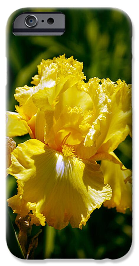 Abstract iPhone 6s Case featuring the photograph Yellow Iris by Devin Rader