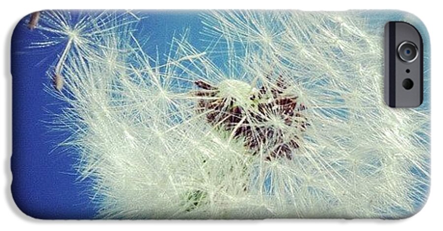 Dandelion iPhone 6s Case featuring the photograph Dandelion and blue sky #1 by Matthias Hauser