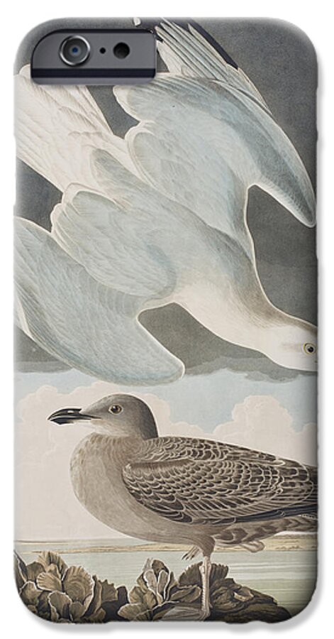 Herring Gull iPhone 6s Case featuring the painting Herring Gull by John James Audubon