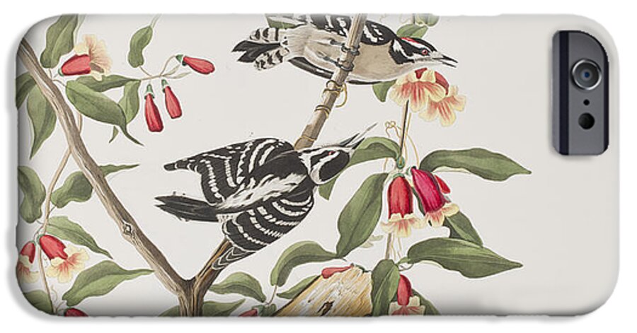 Woodpecker iPhone 6s Case featuring the painting Downy Woodpecker by John James Audubon