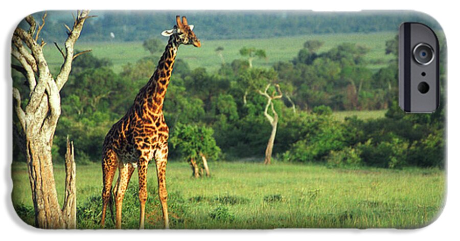 Giraffe iPhone 6s Case featuring the photograph Giraffe #3 by Sebastian Musial