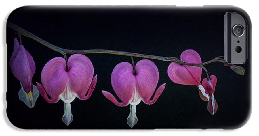 Flower iPhone 6s Case featuring the photograph A family of Hearts by Jeff Swanson