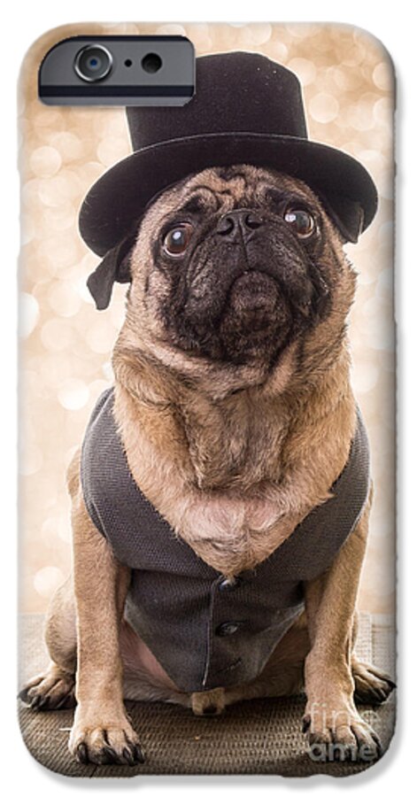 Pug iPhone 6s Case featuring the photograph A Star Is Born - Dog Groom by Edward Fielding