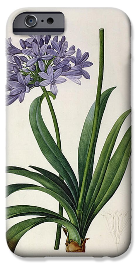 Vintage iPhone 6s Case featuring the painting Agapanthus umbrellatus by Pierre Redoute