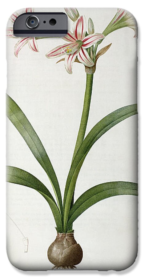 Lily iPhone 6s Case featuring the painting Amaryllis Vittata by Pierre Redoute