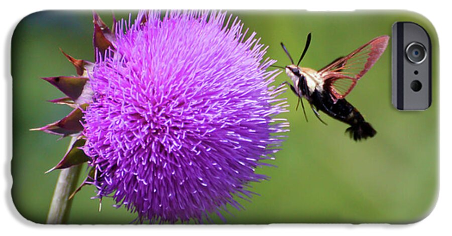 Hummingbird Moth iPhone 6s Case featuring the photograph Amazing Insects - Hummingbird Moth by Kerri Farley