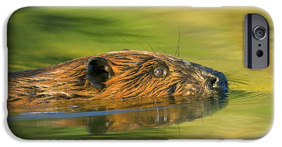 00345388 iPhone 6s Case featuring the photograph American Beaver Swimming by Yva Momatiuk John Eastcott