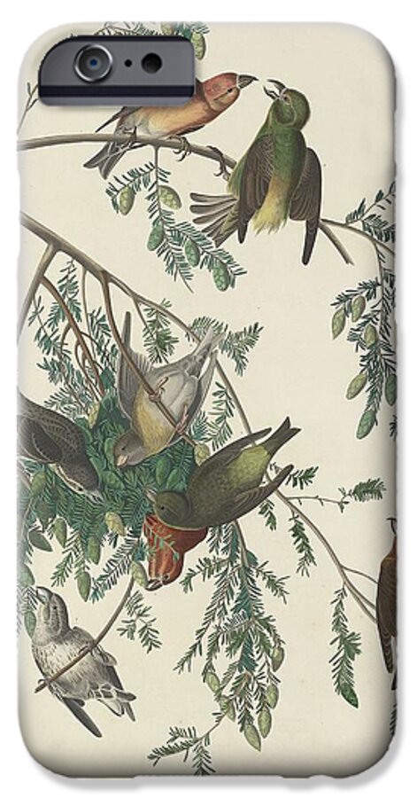 Audubon iPhone 6s Case featuring the drawing American Crossbill by Dreyer Wildlife Print Collections 