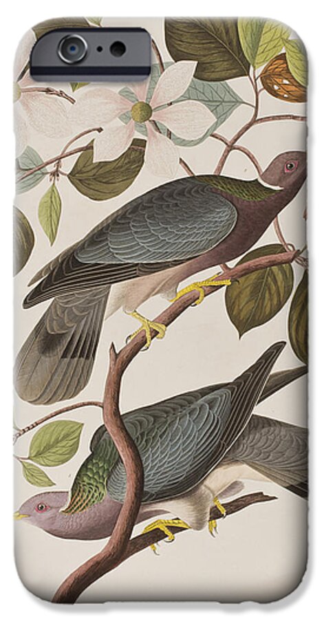 Pigeon iPhone 6s Case featuring the painting Band-tailed Pigeon by John James Audubon