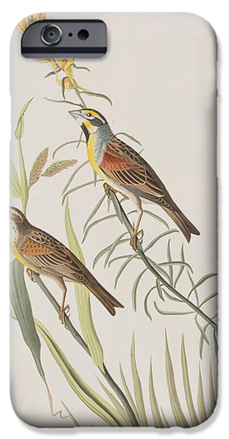 Bunting iPhone 6s Case featuring the painting Black-Throated Bunting by John James Audubon