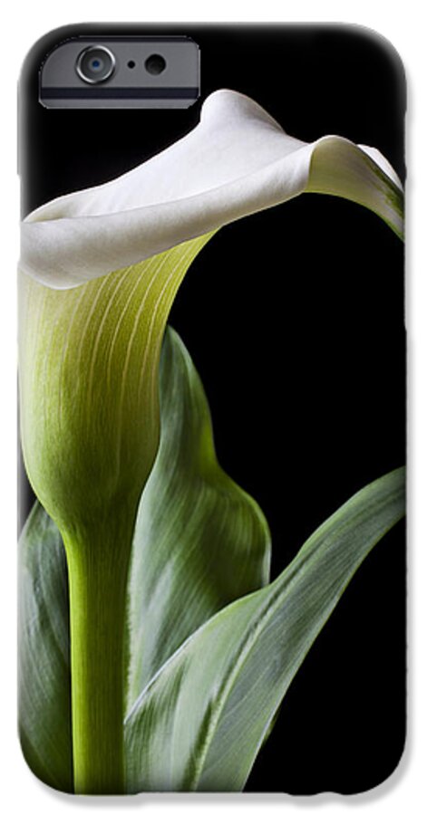 Calla Lily iPhone 6s Case featuring the photograph Calla lily with drip by Garry Gay