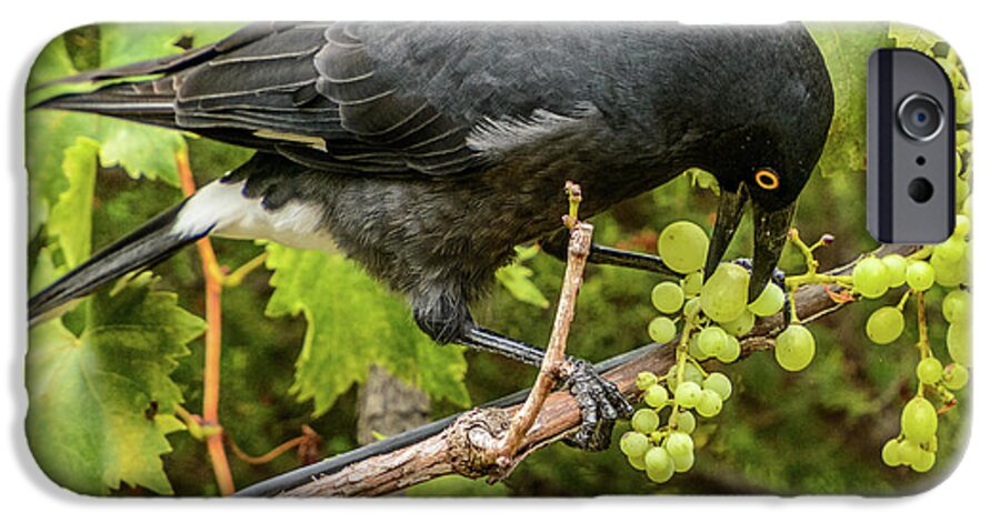 Bird iPhone 6s Case featuring the photograph Currawong on a Vine by Werner Padarin