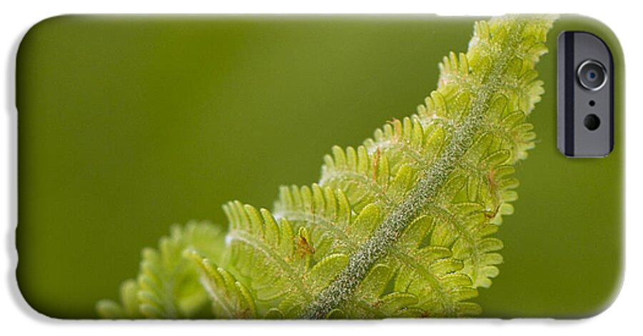Clare Bambers iPhone 6s Case featuring the photograph Elegant Fern. by Clare Bambers