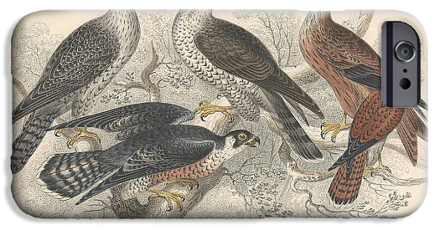 Antique Prints iPhone 6s Case featuring the drawing Falcons by Dreyer Wildlife Print Collections 