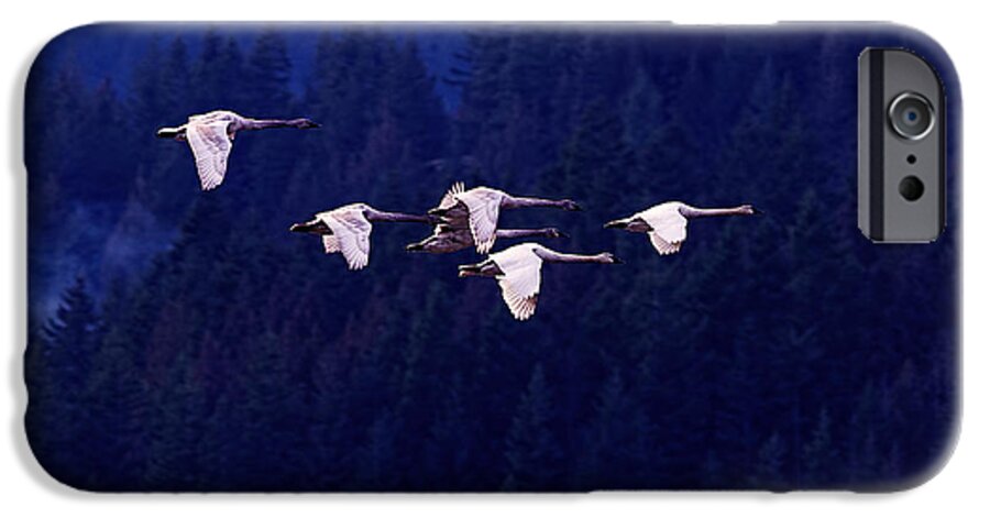 Trumpeter Swans iPhone 6s Case featuring the photograph Flight of the Swans by Sharon Talson