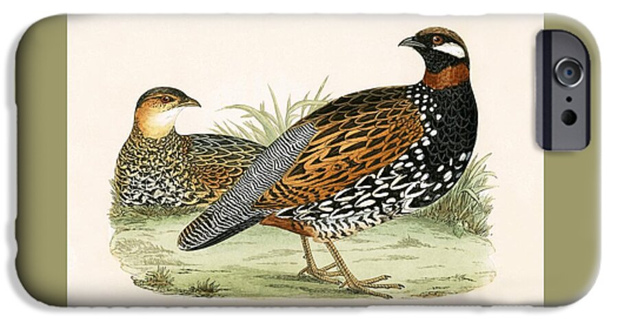 Bird iPhone 6s Case featuring the painting Francolin by English School
