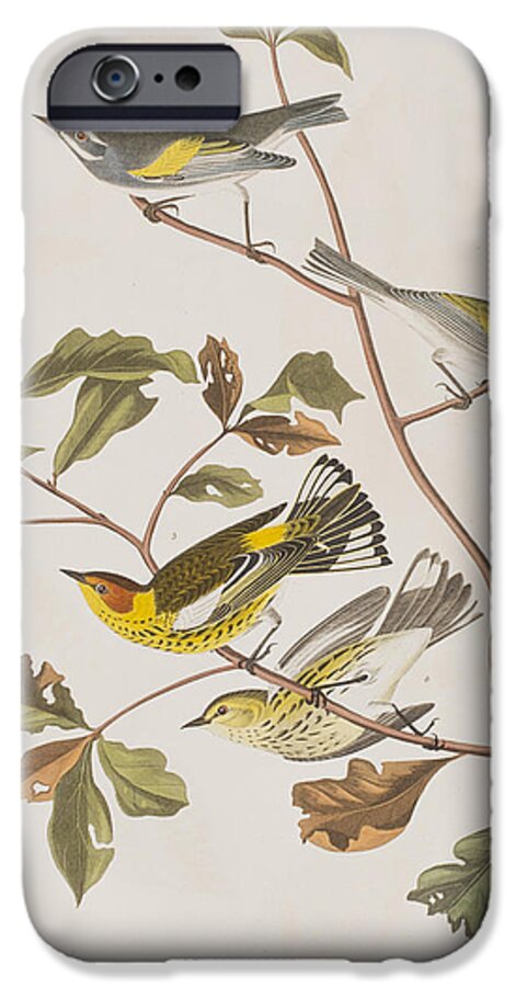 Warbler iPhone 6s Case featuring the painting Golden winged Warbler or Cape May Warbler by John James Audubon