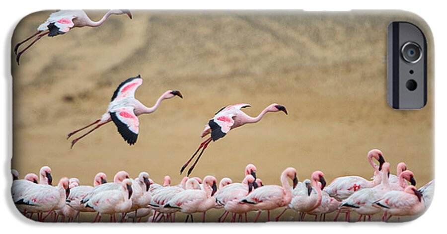 Photography iPhone 6s Case featuring the photograph Greater Flamingos Phoenicopterus by Panoramic Images
