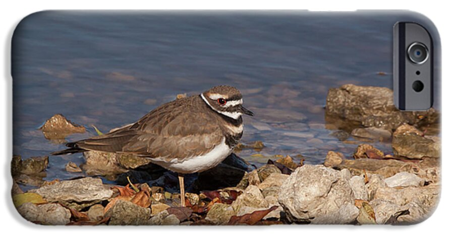Killdeer iPhone 6s Case featuring the photograph Kildeer On The Rocks by Robert Frederick