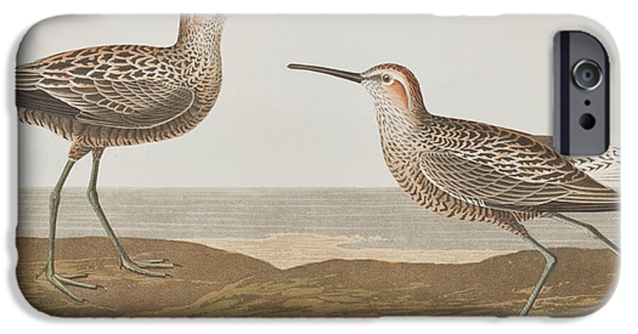 Long-legged Sandpiper iPhone 6s Case featuring the painting Long-legged Sandpiper by John James Audubon