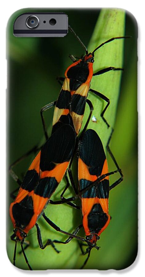 Milkweed iPhone 6s Case featuring the photograph Mating Milkweed Bugs by April Wietrecki Green