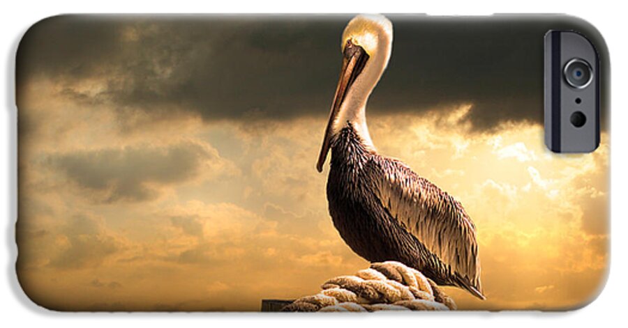 Pelican iPhone 6s Case featuring the photograph Pelican after a storm by Mal Bray