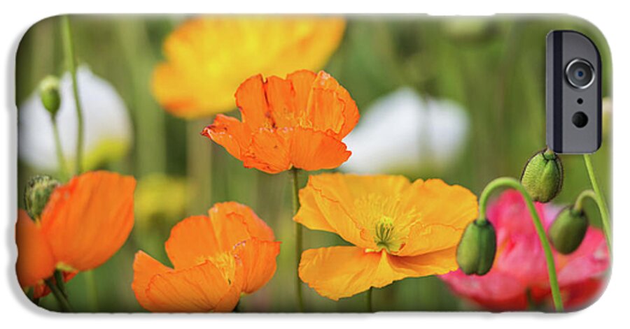 Flower iPhone 6s Case featuring the photograph Poppies 1 by Werner Padarin