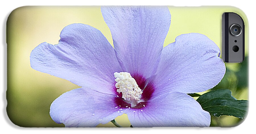 Nature iPhone 6s Case featuring the photograph Purple Althea by Kenneth Albin
