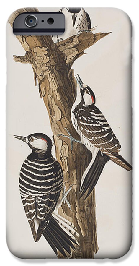 Red-cockaded Woodpecker iPhone 6s Case featuring the painting Red-Cockaded Woodpecker by John James Audubon