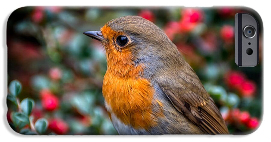 Robin iPhone 6s Case featuring the photograph Robin Redbreast by Adrian Evans