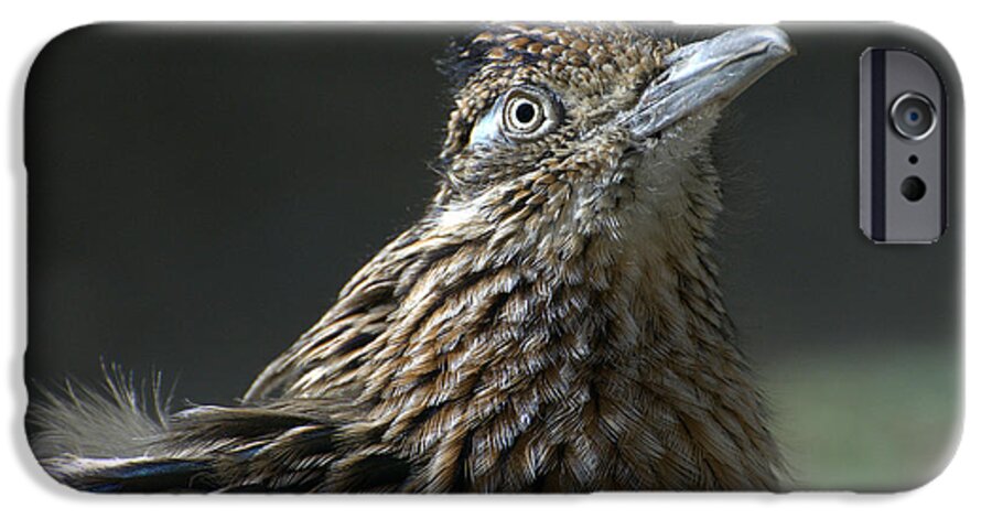 Greater Roadrunner iPhone 6s Case featuring the photograph Speed Demon by Fraida Gutovich