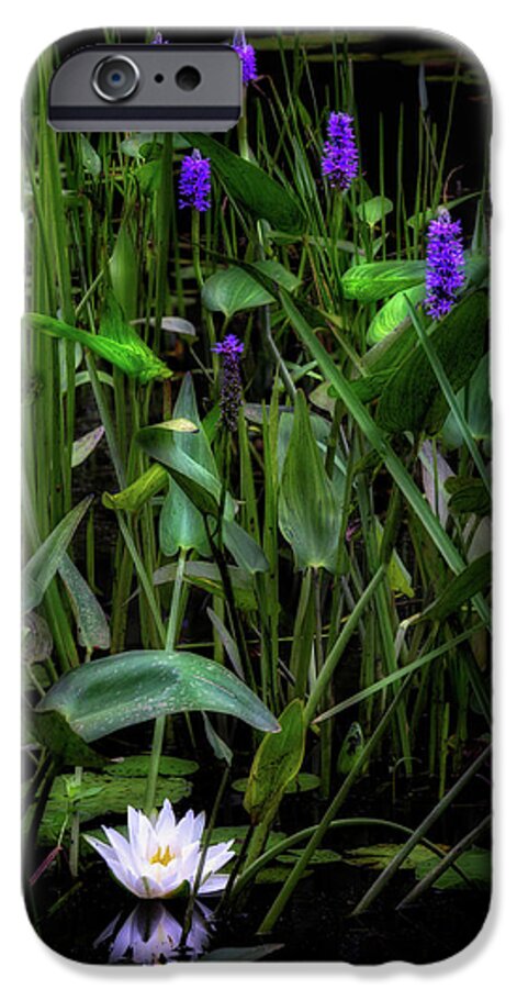 Water Lily iPhone 6s Case featuring the photograph Summer Swamp 2017 by Bill Wakeley