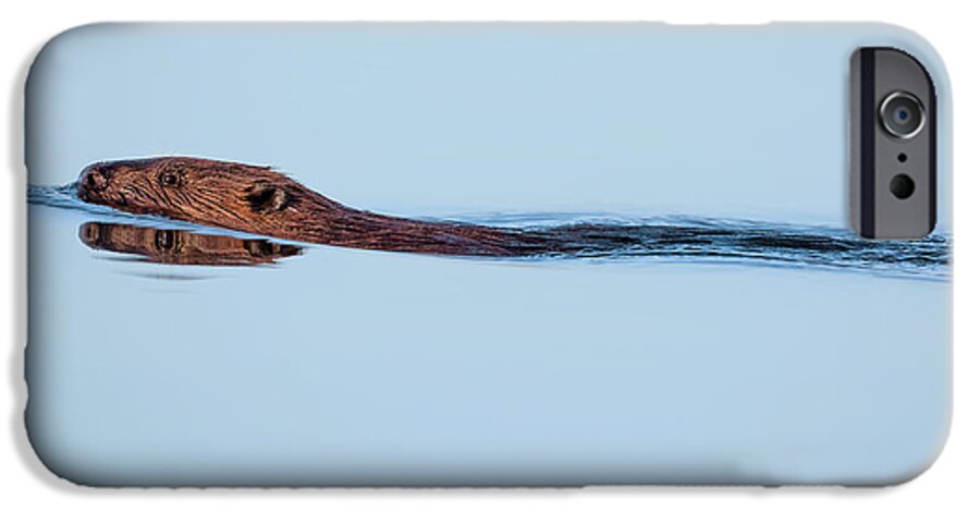 Beaver iPhone 6s Case featuring the photograph Swimming With the Beaver by Bill Wakeley